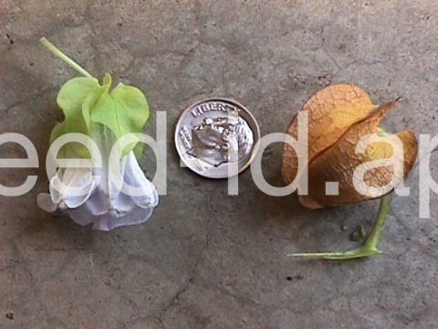 apple-of-Peru